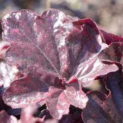 Heuchère 'Midnight rose' / Heuchera Midnight rose